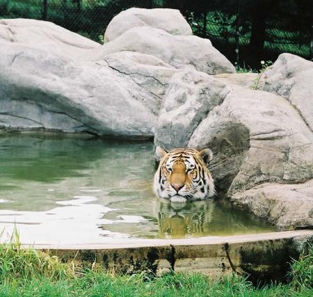 bon douche le tigre