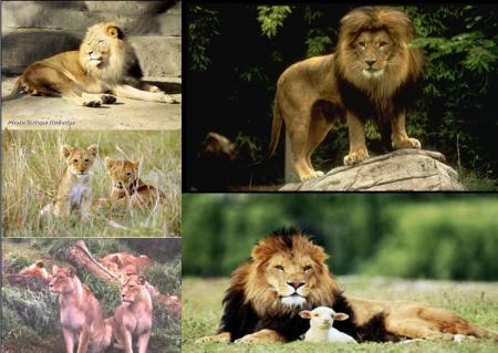 The king of the f&ocirc;ret